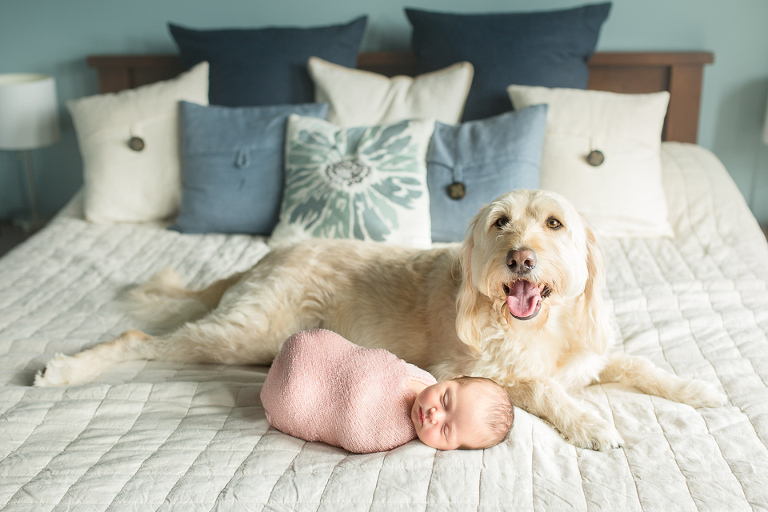 Newborn Baby with dog picture in Northern VA